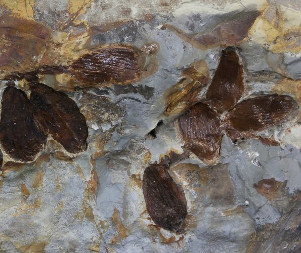 Fossil Nyssidium Seed Pods From Montana - Paleocene #35734